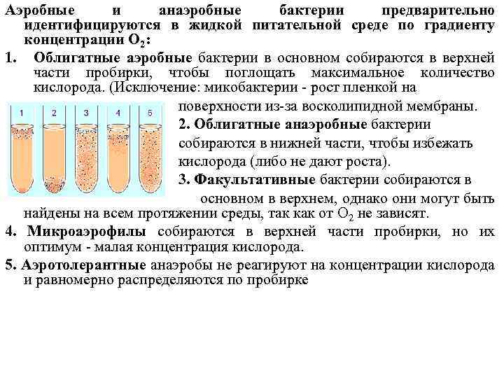 Аэробные и анаэробные бактерии предварительно идентифицируются в жидкой питательной среде по градиенту концентрации O