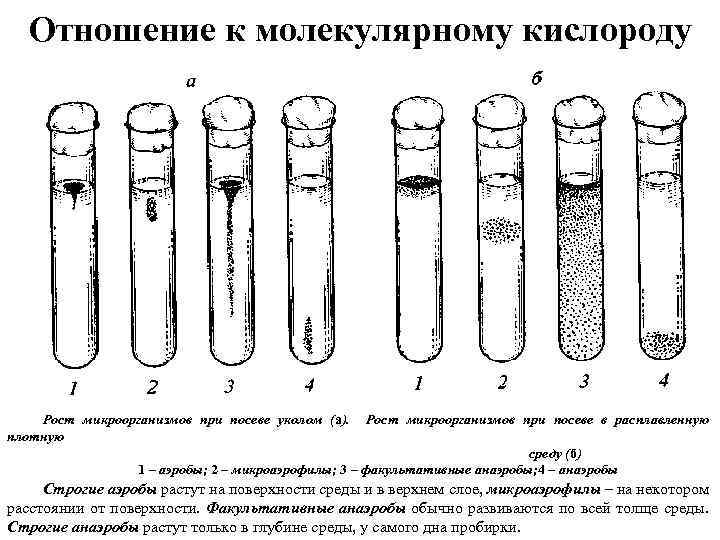 Кислороды ростов