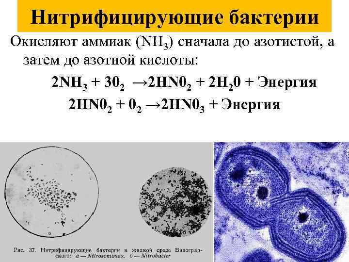 Азотфиксирующие и нитрифицирующие бактерии