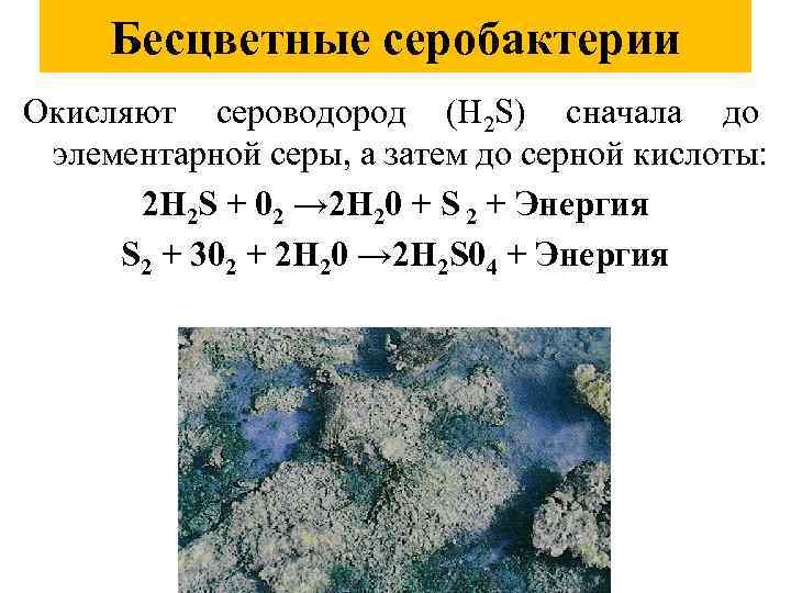 Бесцветные серобактерии Окисляют сероводород (Н 2 S) сначала до элементарной серы, а затем до