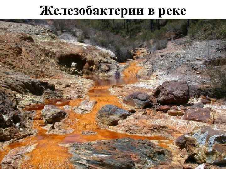 Железобактерии в реке 