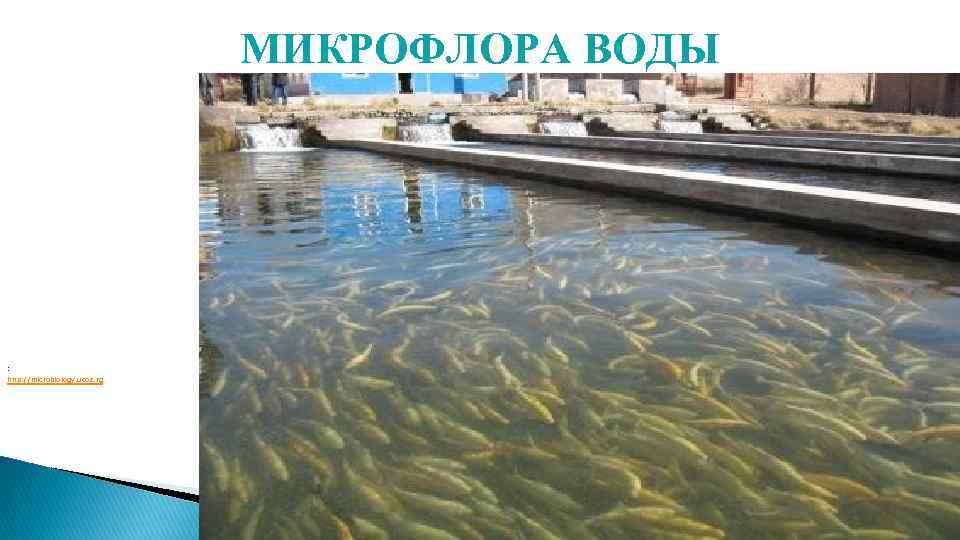 МИКРОФЛОРА ВОДЫ : http: //microbiology. ucoz. rg 