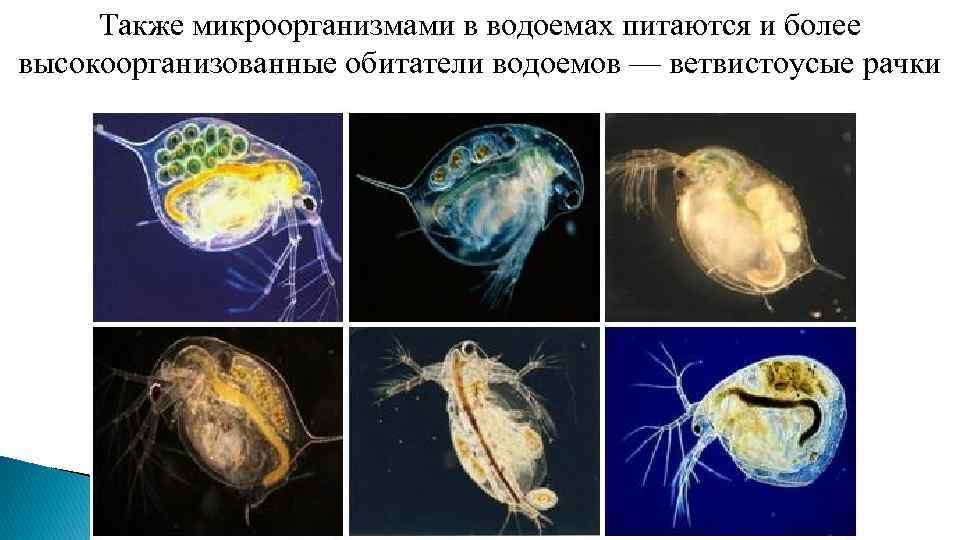 Также микроорганизмами в водоемах питаются и более высокоорганизованные обитатели водоемов — ветвистоусые рачки 