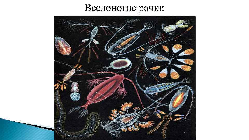 Веслоногие рачки 