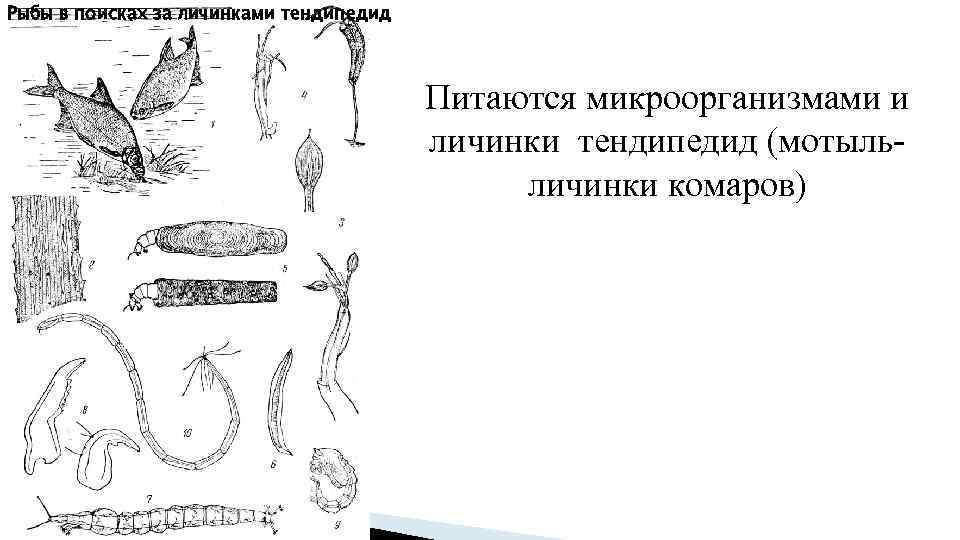 Рыбы в поисках за личинками тендипедид Питаются микроорганизмами и личинки тендипедид (мотыль личинки комаров)