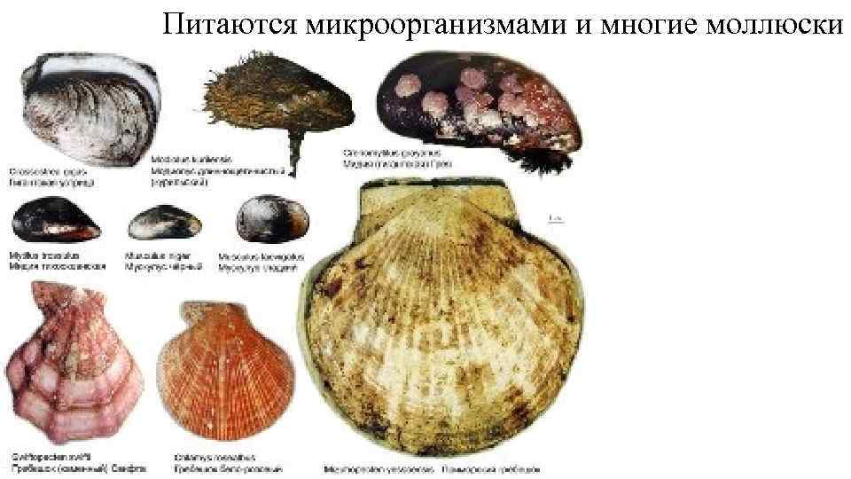 Питаются микроорганизмами и многие моллюски 