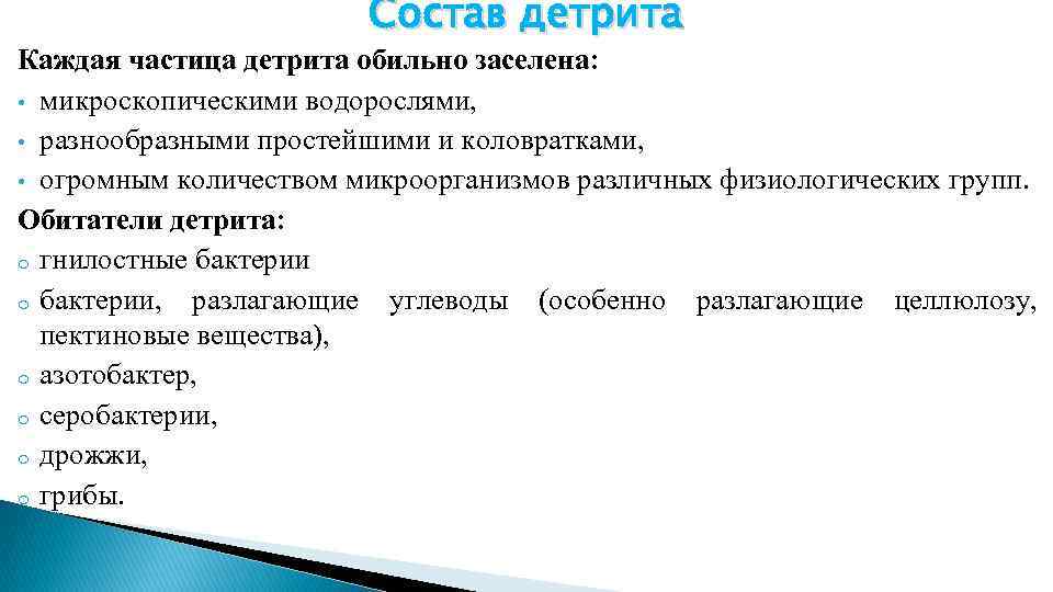 Состав детрита Каждая частица детрита обильно заселена: • микроскопическими водорослями, • разнообразными простейшими и