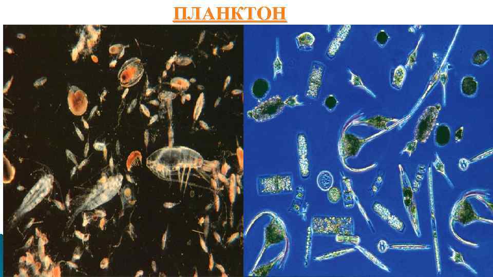 ПЛАНКТОН 