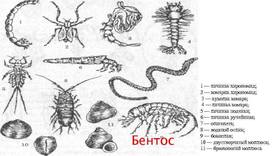 Бентос 1 — личинка хирономид; 2 — комарик хирономид; 3 — куколка комара; 4