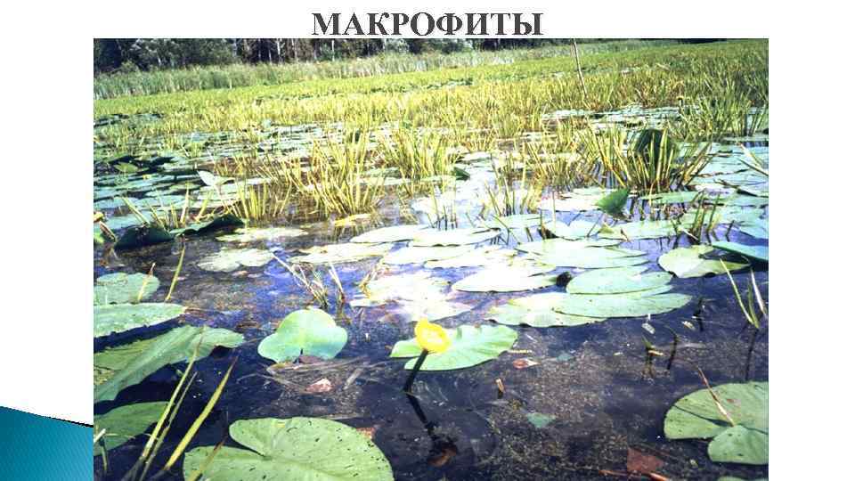МАКРОФИТЫ 