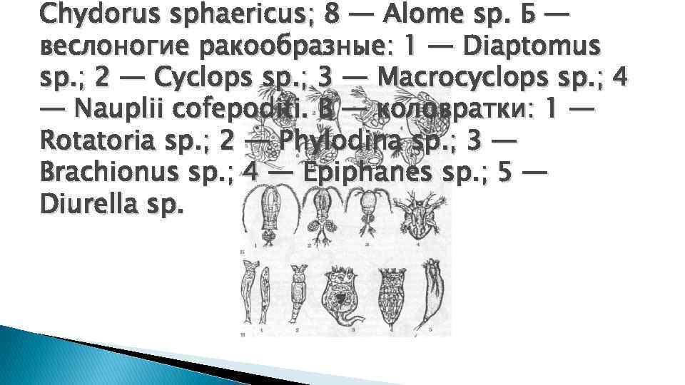 Chydorus sphaericus; 8 — Alome sp. Б — веслоногие ракообразные: 1 — Diaptomus sp.