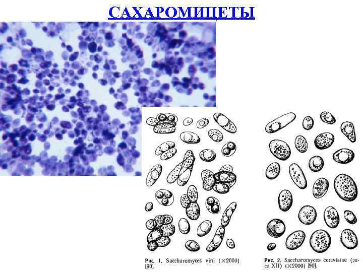 САХАРОМИЦЕТЫ 