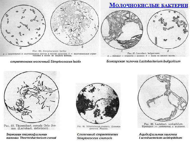 МОЛОЧНОКИСЛЫЕ БАКТЕРИИ 