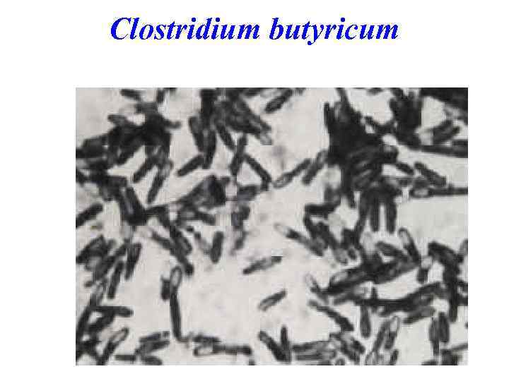 Clostridium butyricum 