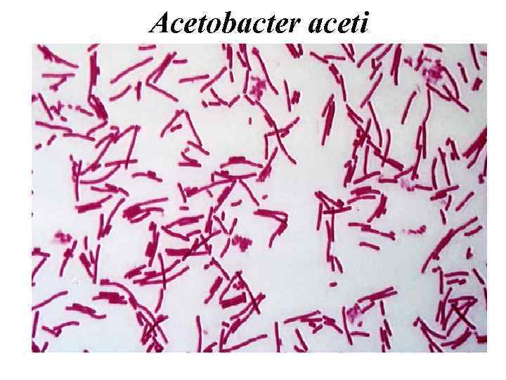 Acetobacter aceti 