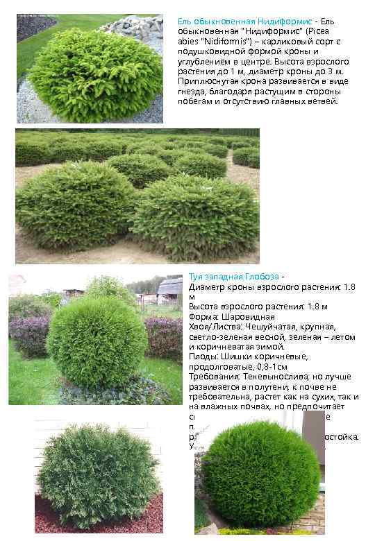 Ель обыкновенная Нидиформис - Ель обыкновенная 