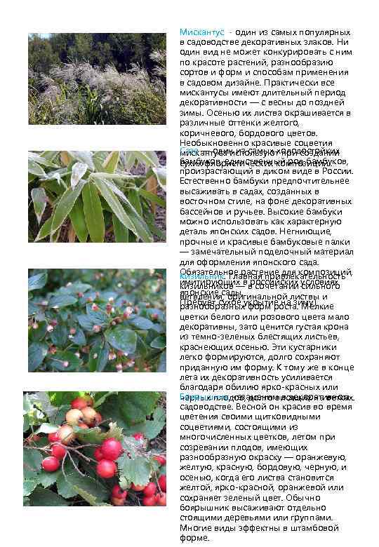 Мискантус - один из самых популярных в садоводстве декоративных злаков. Ни один вид не