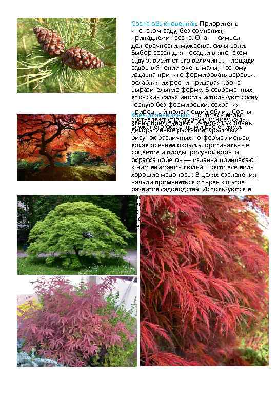 Сосна обыкновенная. Приоритет в японском саду, без сомнения, принадлежит сосне. Она — символ долговечности,
