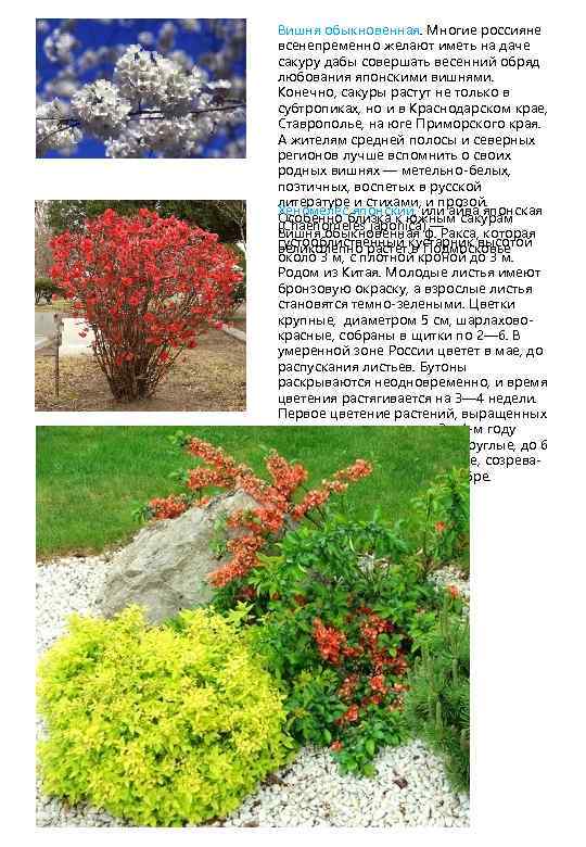 Вишня обыкновенная. Многие россияне всенепременно желают иметь на даче сакуру дабы совершать весенний обряд