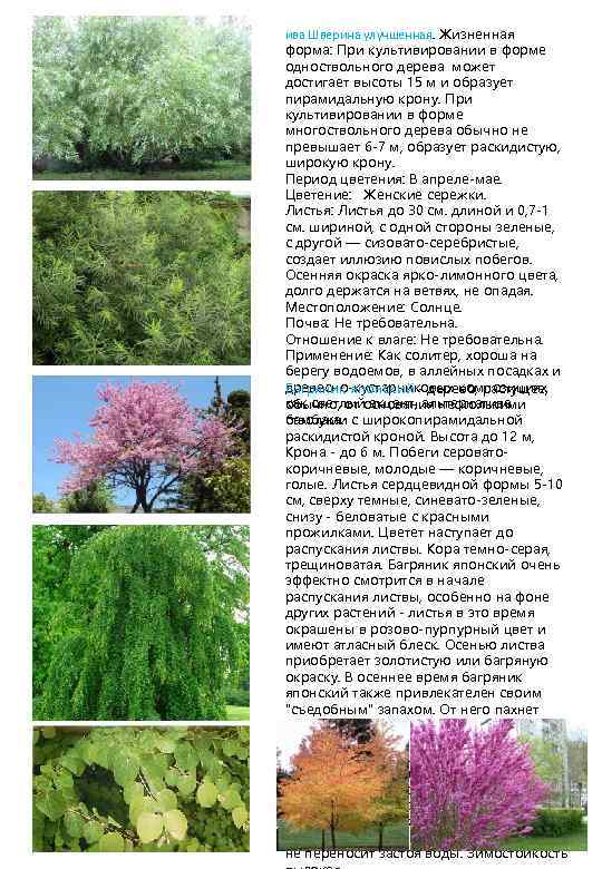 ива Шверина улучшенная. Жизненная форма: При культивировании в форме одноствольного дерева может достигает высоты
