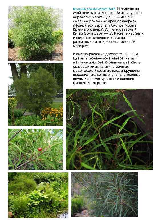 Крушина ломкая Aspleniifolia. Несмотря на свой нежный, изящный облик, крушина переносит морозы до 35