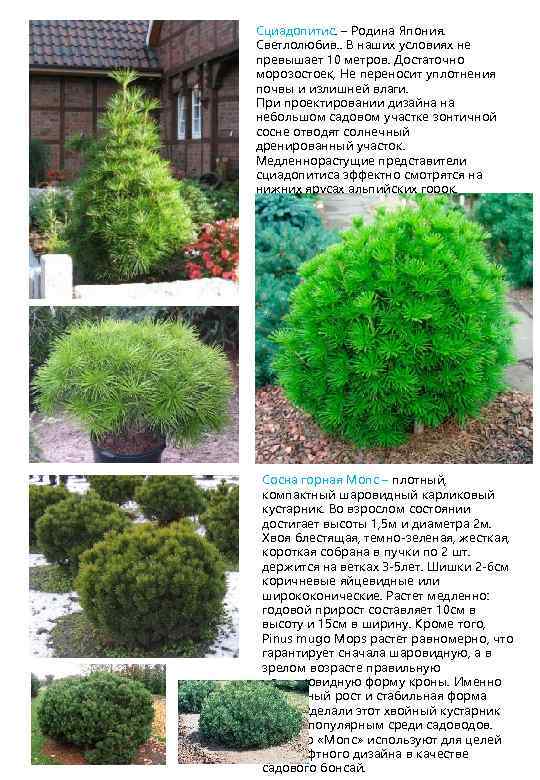 Сциадопитис. – Родина Япония. Светлолюбив. . В наших условиях не превышает 10 метров. Достаточно