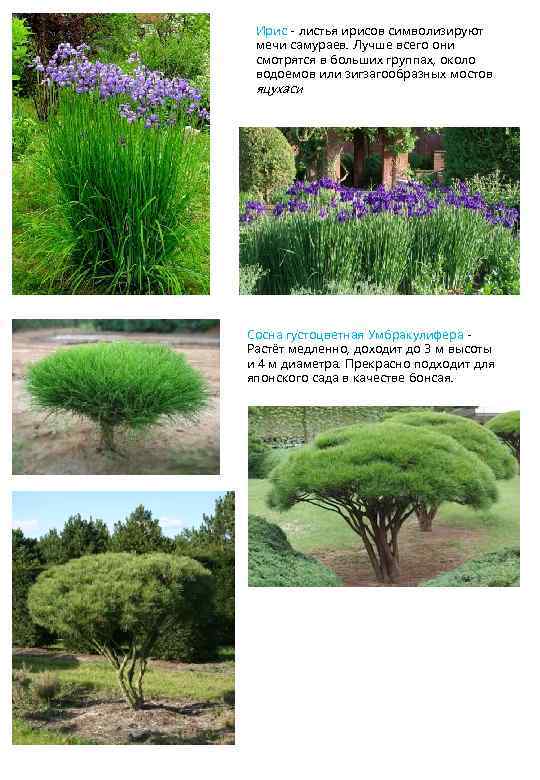 Ирис - листья ирисов символизируют мечи самураев. Лучше всего они смотрятся в больших группах,