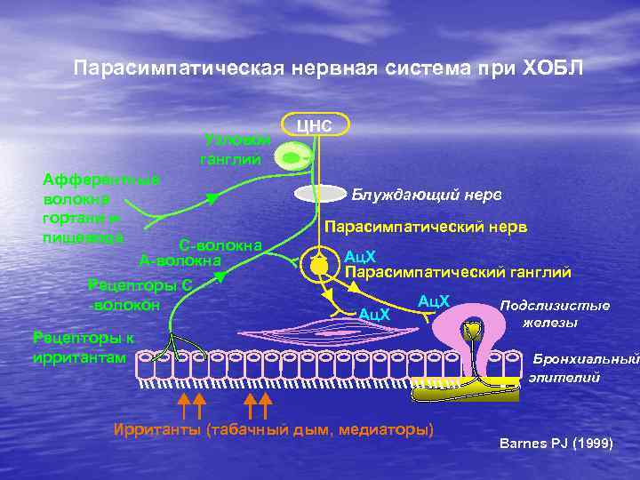 Парасимпатическая нервная система при ХОБЛ Узловой ганглий Афферентные волокна гортани и пищевода C-волокна A-волокна