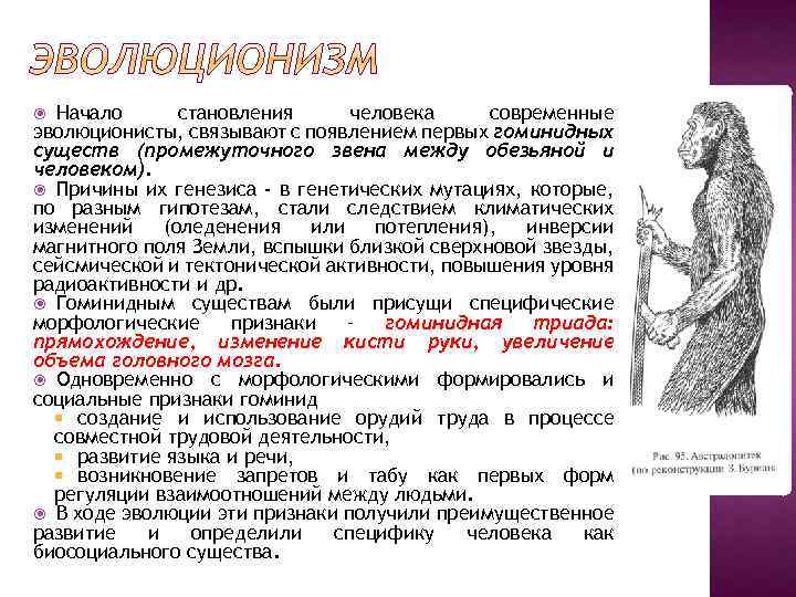 Начало становления человека современные эволюционисты, связывают с появлением первых гоминидных существ (промежуточного звена между