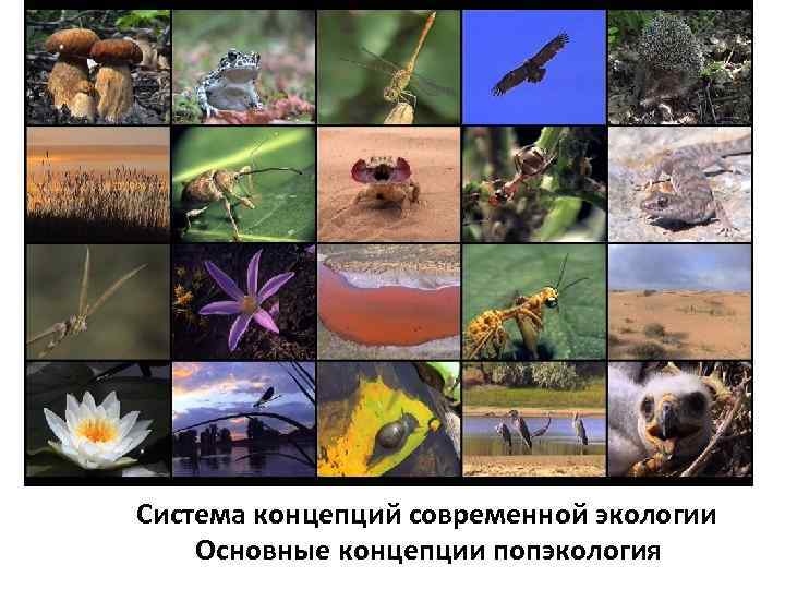 Система концепций современной экологии Основные концепции попэкология 