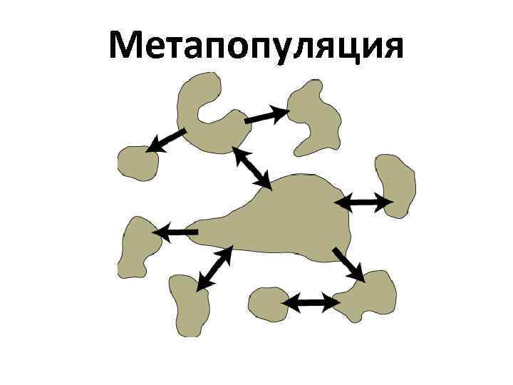 Метапопуляция 