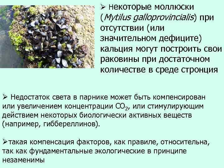 Ø Некоторые моллюски (Mytilus galloprovincialis) при отсутствии (или значительном дефиците) кальция могут построить свои