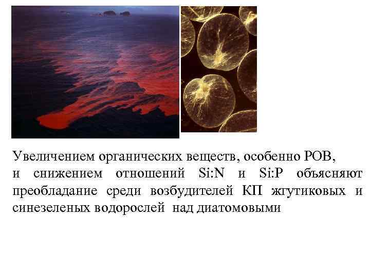 Увеличением органических веществ, особенно РОВ, и снижением отношений Si: N и Si: P объясняют