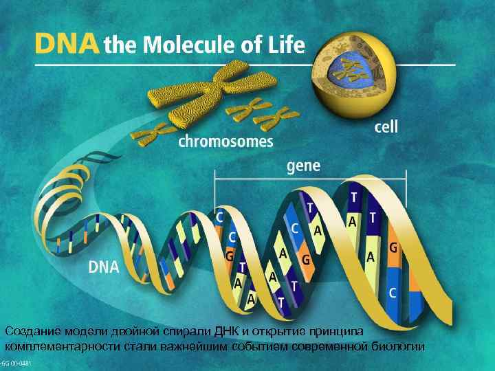 Создание модели двойной спирали ДНК и открытие принципа комплементарности стали важнейшим событием современной биологии