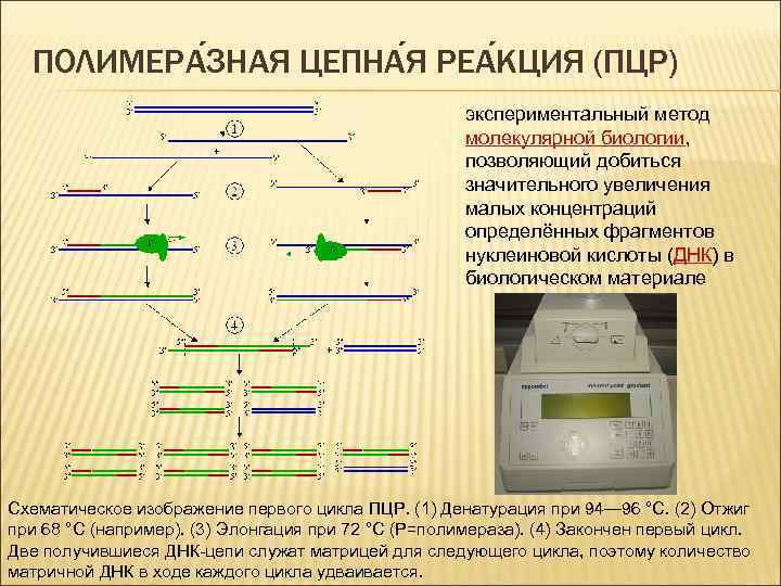 ПОЛИМЕРА ЗНАЯ ЦЕПНА Я РЕА КЦИЯ (ПЦР) экспериментальный метод молекулярной биологии, позволяющий добиться значительного