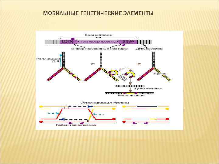 МОБИЛЬНЫЕ ГЕНЕТИЧЕСКИЕ ЭЛЕМЕНТЫ 