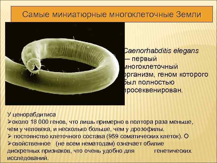 Cамые миниатюрные многоклеточные Земли Caenorhabditis elegans — первый многоклеточный организм, геном которого был полностью