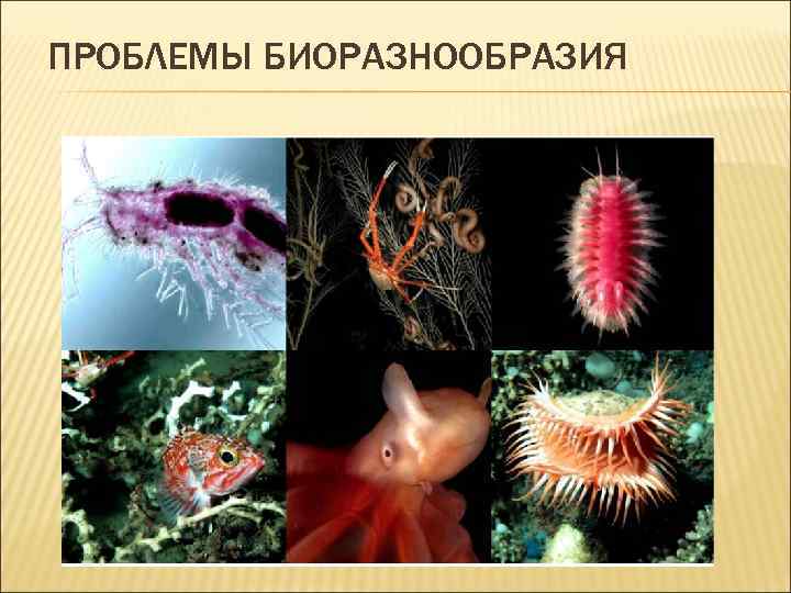 ПРОБЛЕМЫ БИОРАЗНООБРАЗИЯ 