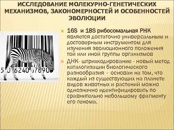 ИССЛЕДОВАНИЕ МОЛЕКУРНО-ГЕНЕТИЧЕСКИХ МЕХАНИЗМОВ, ЗАКОНОМЕРНОСТЕЙ И ОСОБЕННОСТЕЙ ЭВОЛЮЦИИ 16 S и 18 S рибосомальная РНК