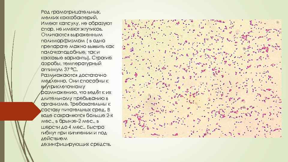Род грамотрицательных, мелких коккобактерий. Имеют капсулу, не образуют спор, не имеют жгутиков. Отличаются выраженным