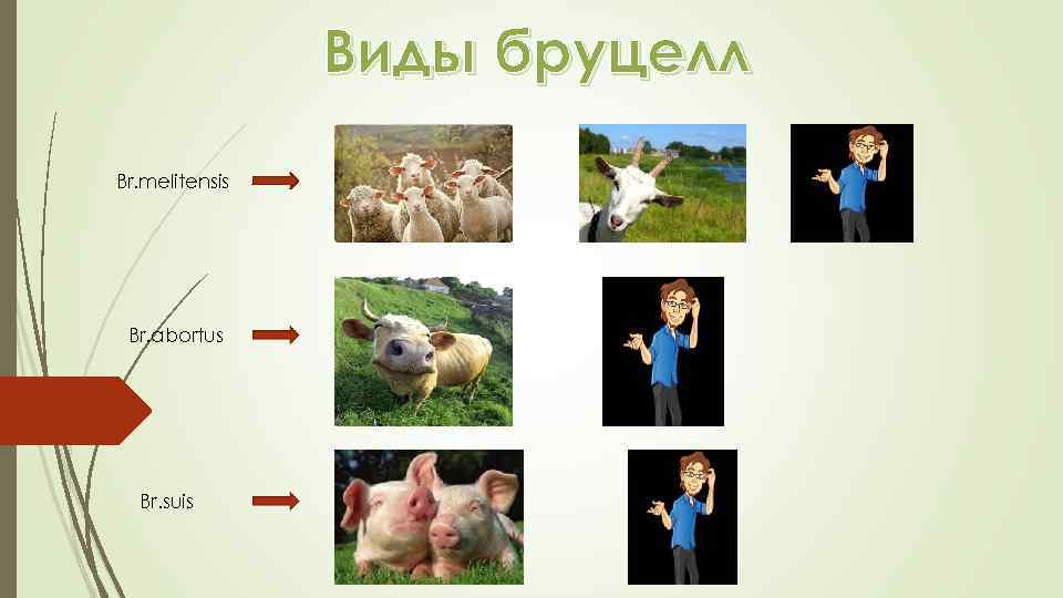 Виды бруцелл Br. melitensis Br. abortus Br. suis 