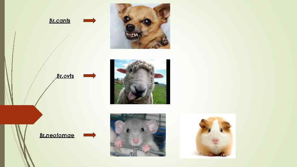 Br. canis Br. ovis Br. neotomae 