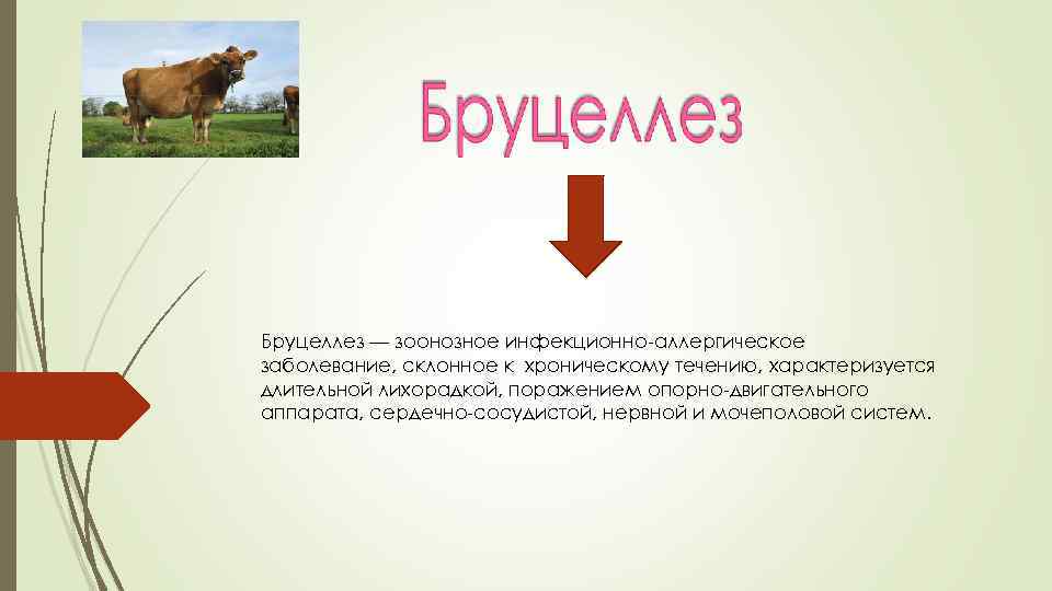 Бруцеллез — зоонозное инфекционно-аллергическое заболевание, склонное к хроническому течению, характеризуется длительной лихорадкой, поражением опорно-двигательного