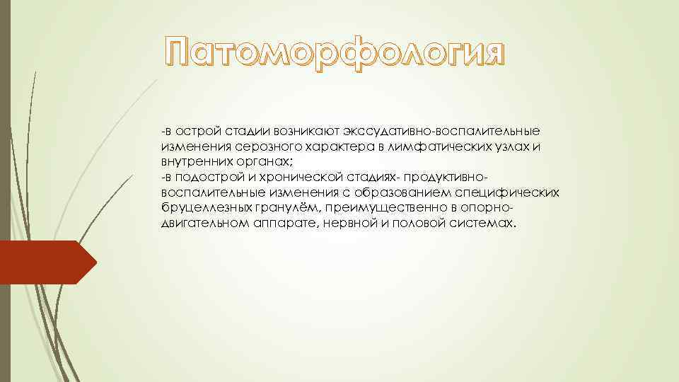 Патоморфология -в острой стадии возникают экссудативно-воспалительные изменения серозного характера в лимфатических узлах и внутренних