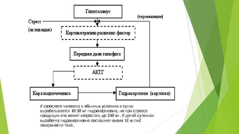 У взрослого человека в обычных условиях в сутки вырабатывается 10 -30 мг гидрокортизона, но