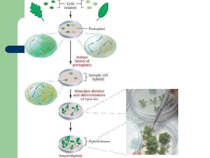 Протопласт. Гибридизация соматических клеток схема. Соматическая гибридизация клеток растений. Гибридизация протопластов метод. Соматическая гибридизация растительных клеток.