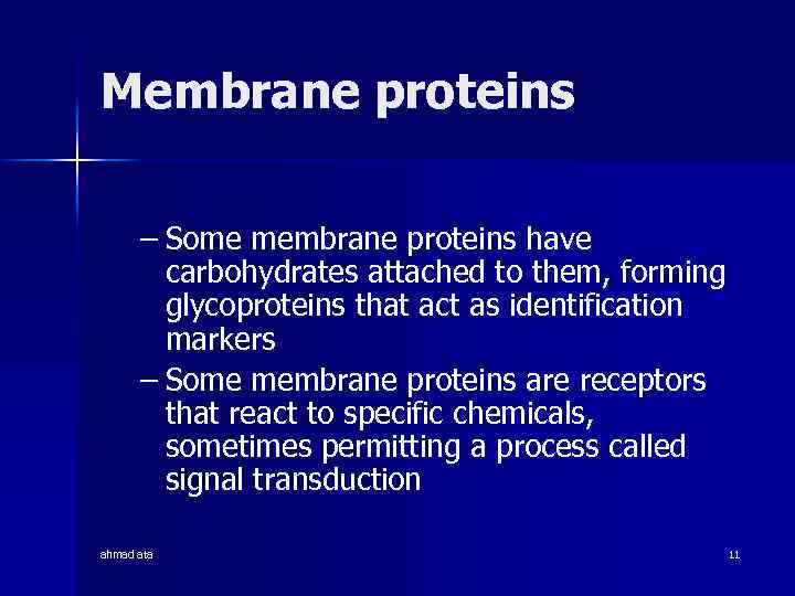 Membrane proteins – Some membrane proteins have carbohydrates attached to them, forming glycoproteins that