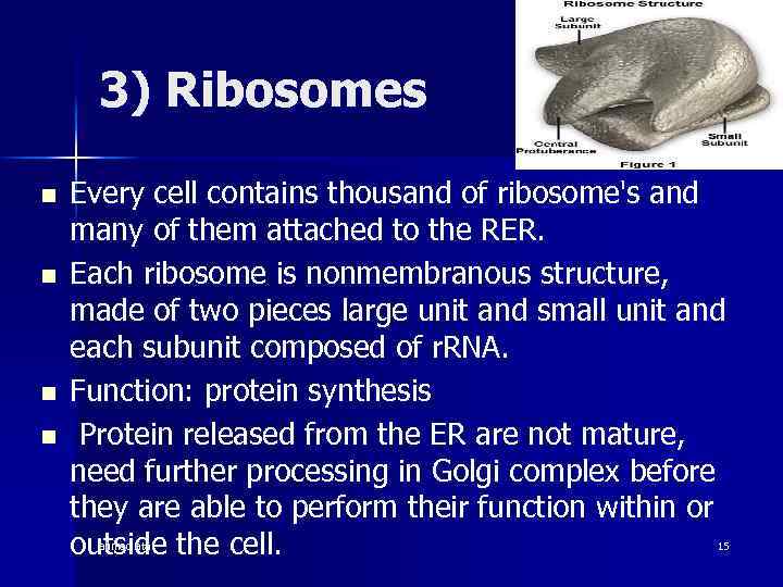 3) Ribosomes n n Every cell contains thousand of ribosome's and many of them
