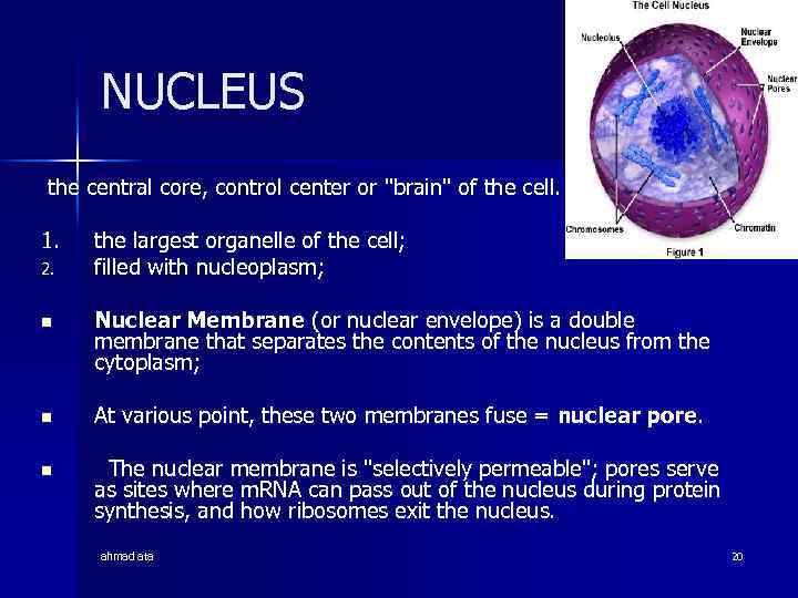 NUCLEUS the central core, control center or 