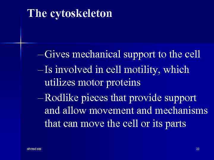 The cytoskeleton – Gives mechanical support to the cell – Is involved in cell